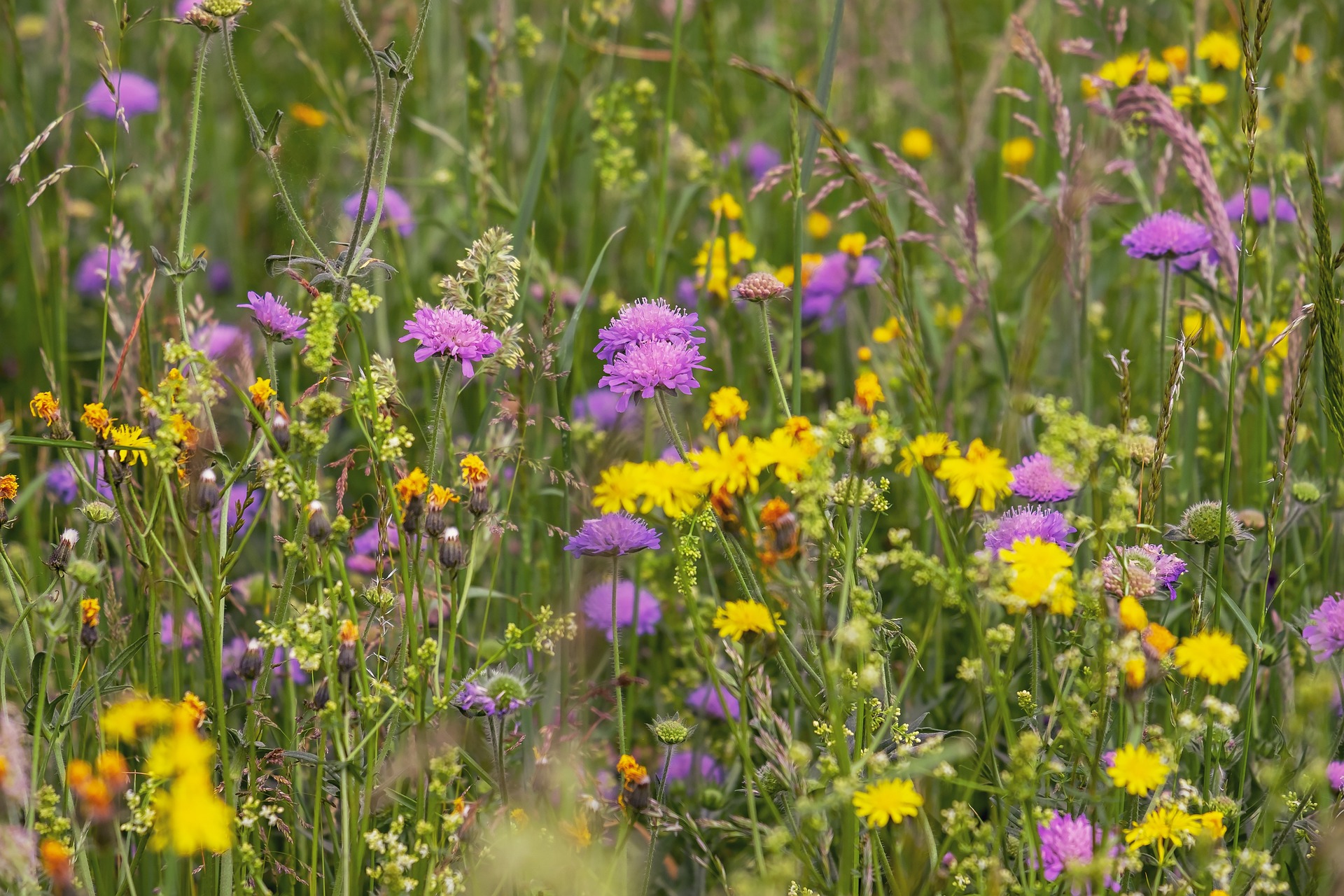 installation of wildflower meadows