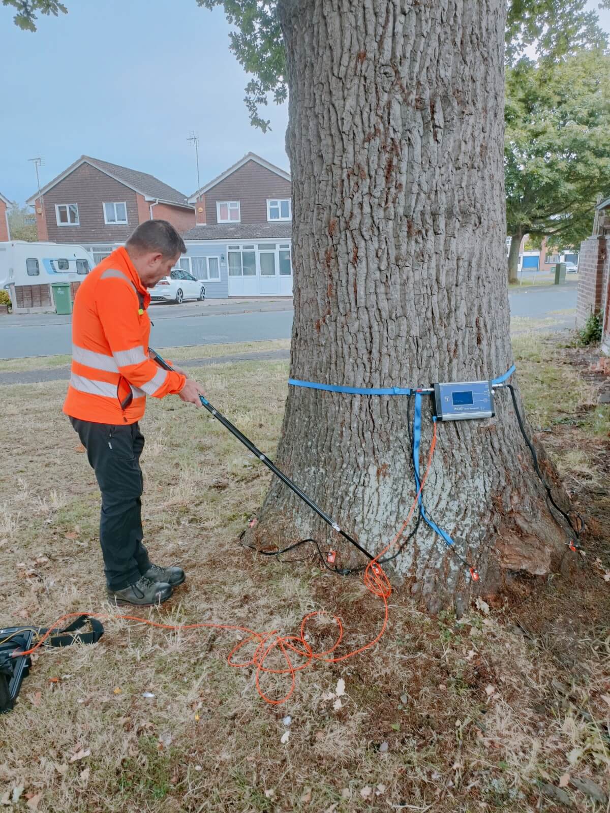 tree consultancy london