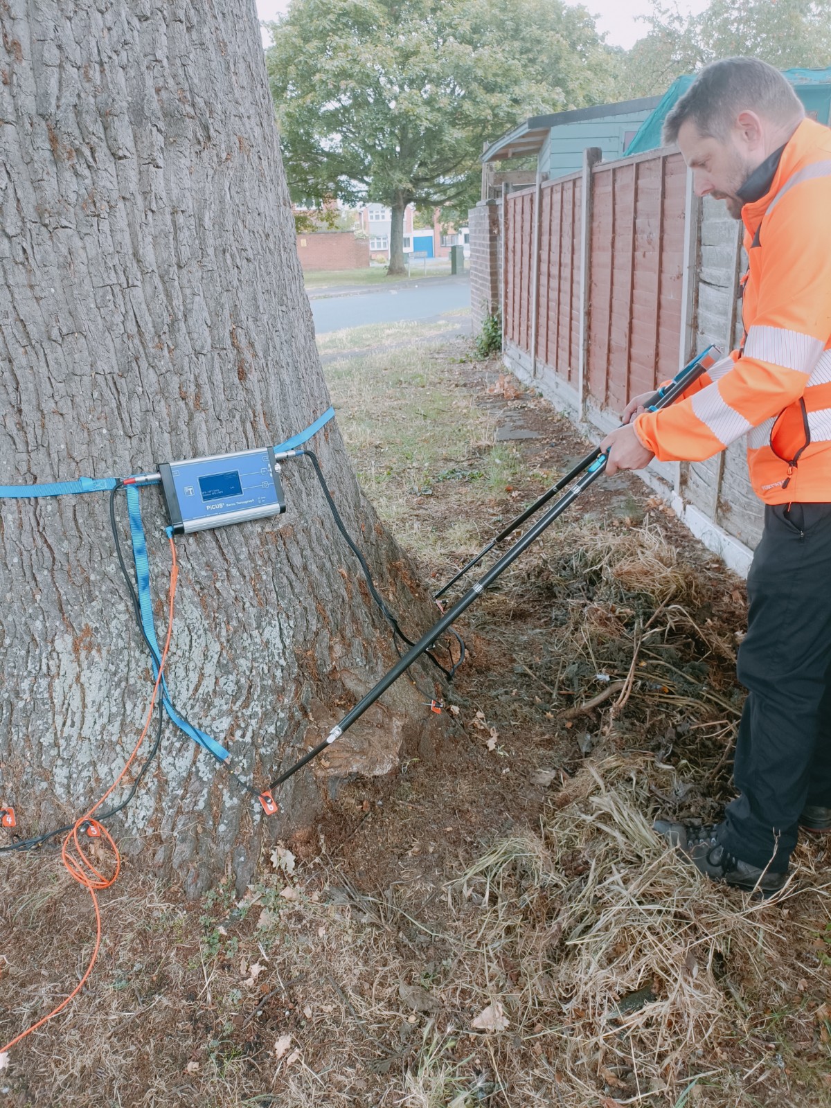 tree consultancy london